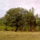 Dr. Venancio Takemoto (Médico)